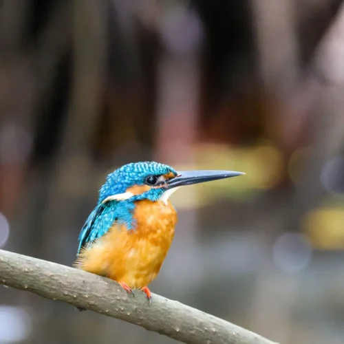 Kingfisher perched on a branch with bright blue and orange plumage, long beak visible.