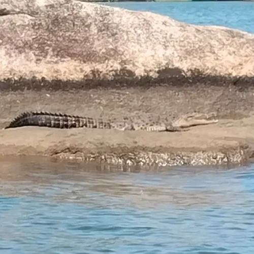 Alligator resting on a rocky shore beside blue water, sunning itself.