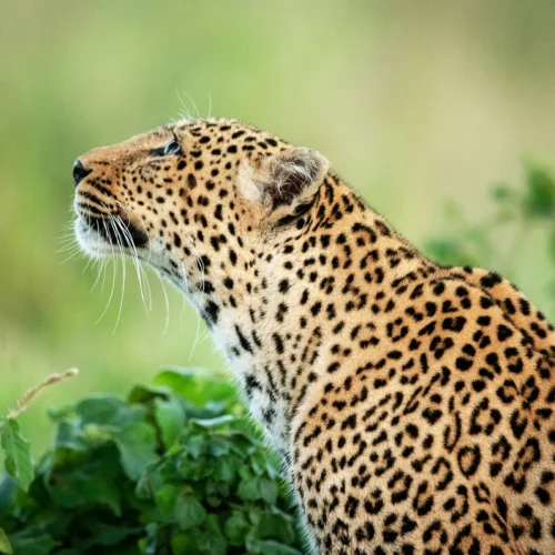 Yala National Park Private Wildlife Safari Excursion