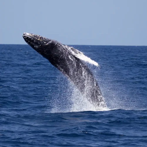 Mirissa Blue Whale & Dolphin Watching Ocean Cruise