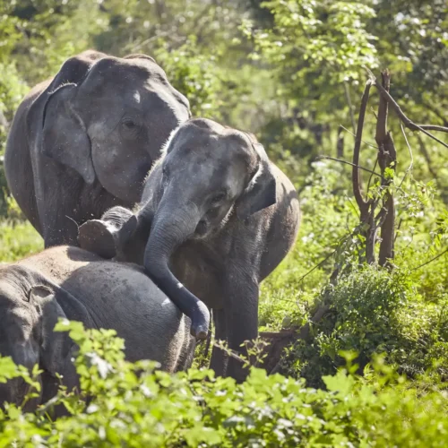 Udawalawe National Park Private Wildlife Safari & Elephant Excursion Form Bentota